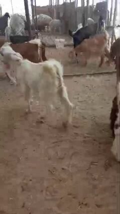 تيوس ذبايح