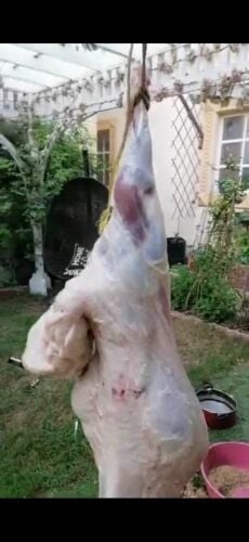 قصاب خرفان وماعز