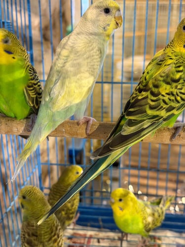 ١٠ حبات بجري 