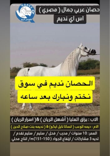 فحل للبيع