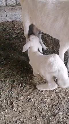 للبيع خروف حري 