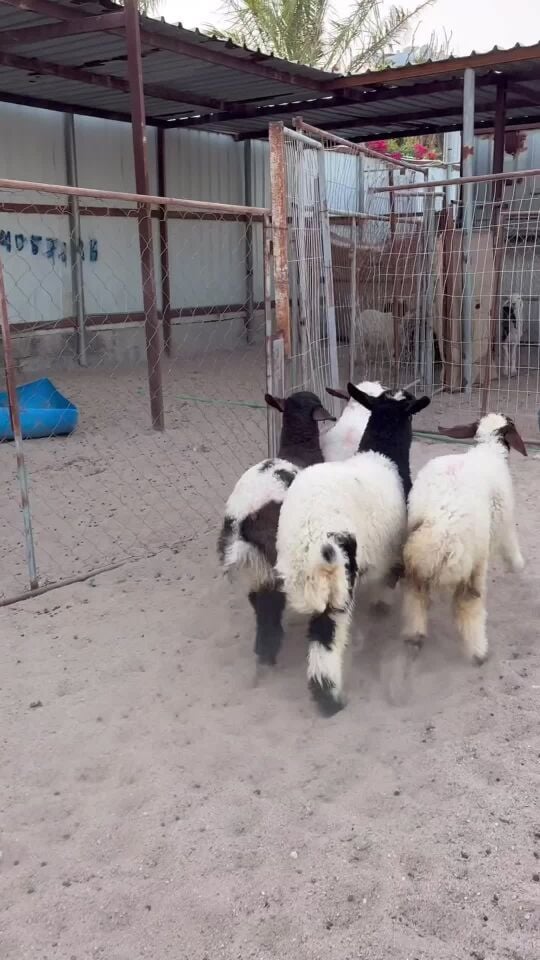 هرافى بلدية فل الفل 