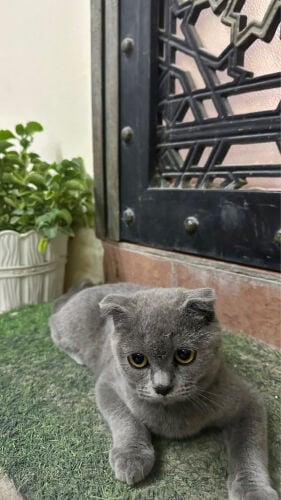 سكوتش رمادي