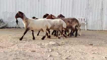 للبيع شويهات مقاني  طيبه