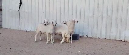 للبيع رخال حريات طيبه