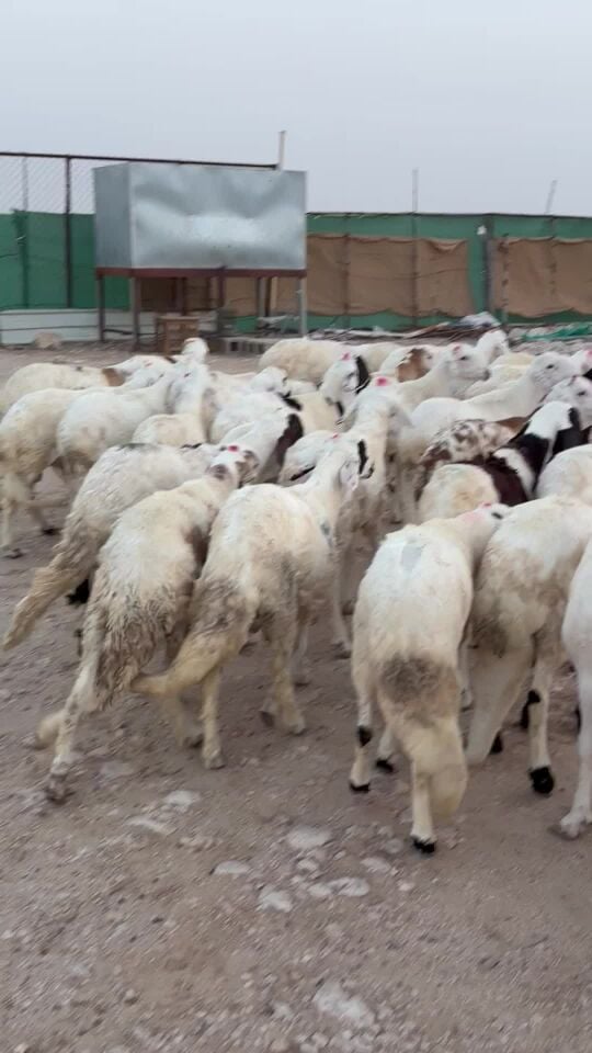 خرفان سودانيه 