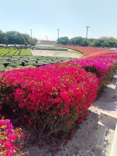 الزول لتنسيق الحدائق المنزلية