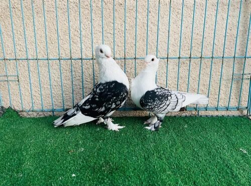 satin breeding pair