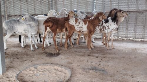مطلوب جميع انواع الحلال للبيع