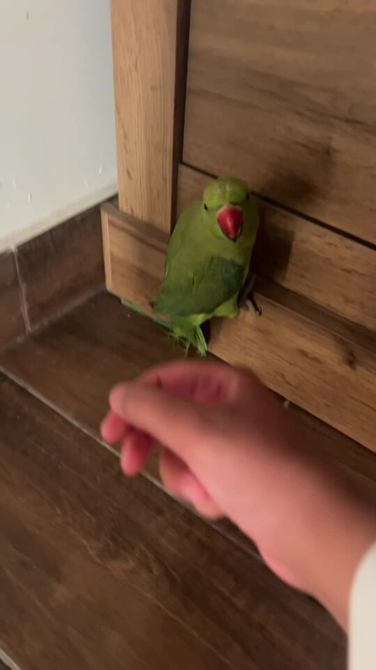 ناصر