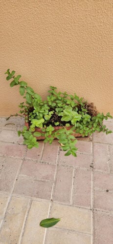 نعناع 