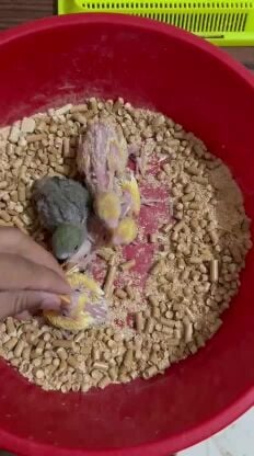 lovebird chicks for sale 