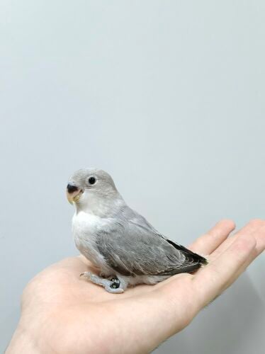 Rose black opline chick
