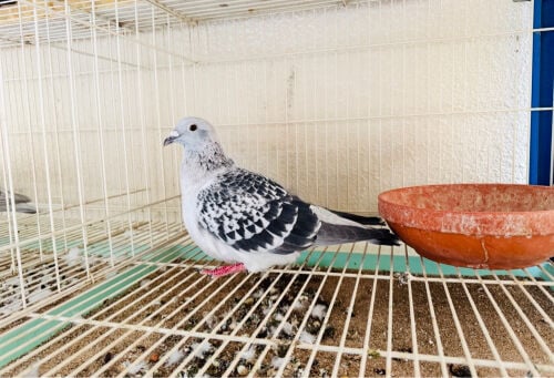 ICE Zajal female for sale