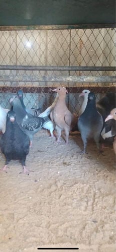فروخ زواجل للبيع 