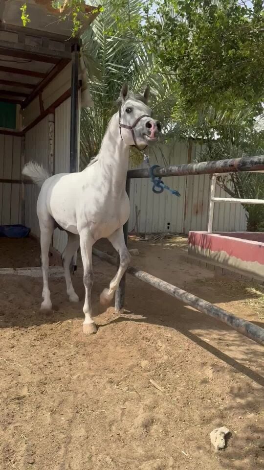 فحل جمال حفيد غزال 