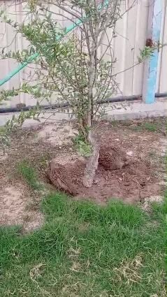 صفرد باكستاني