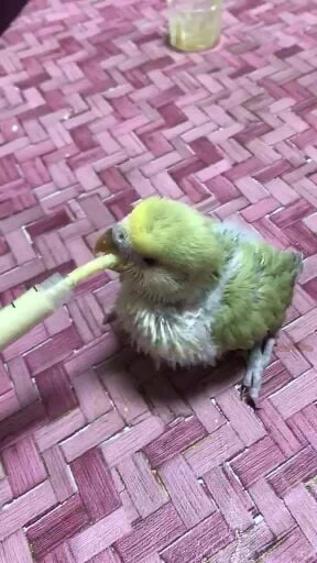 Rose-ringed parakeet chick, excelle