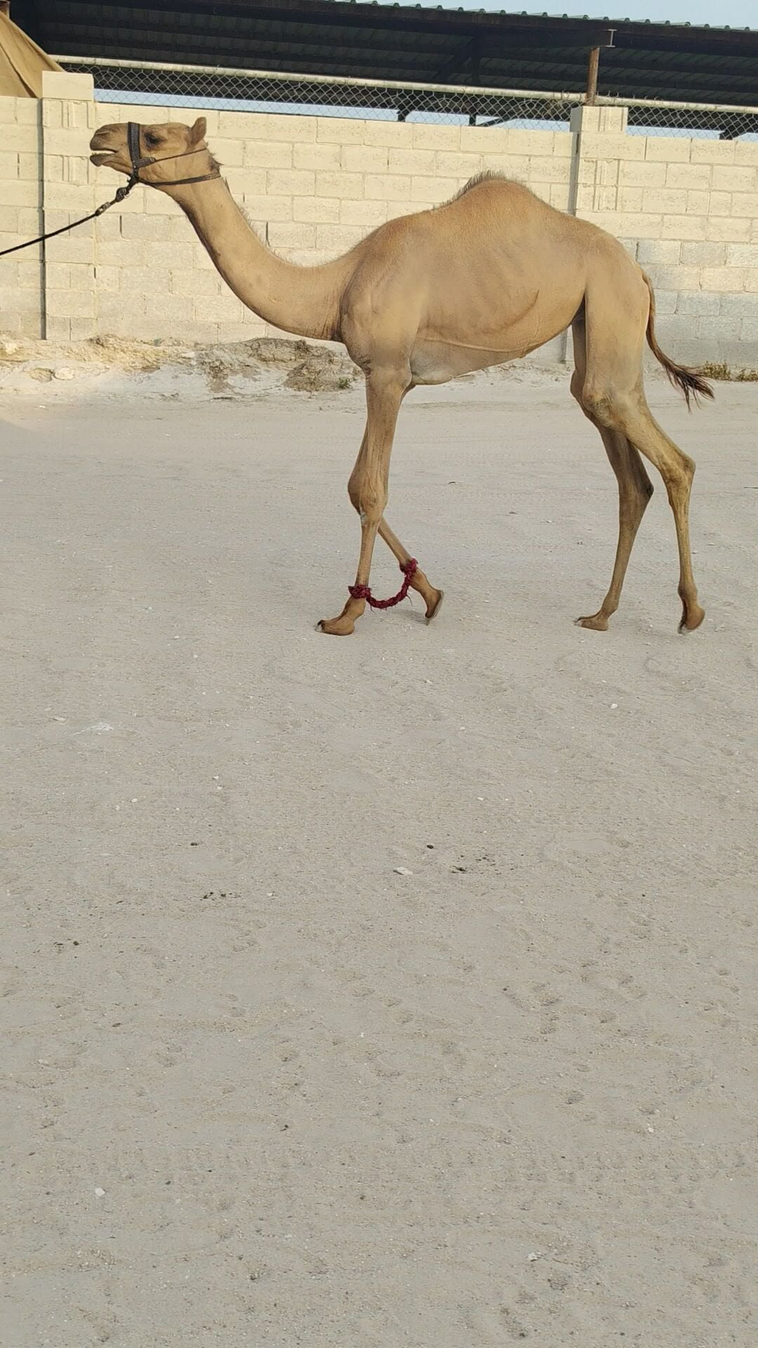 للبيع بكره