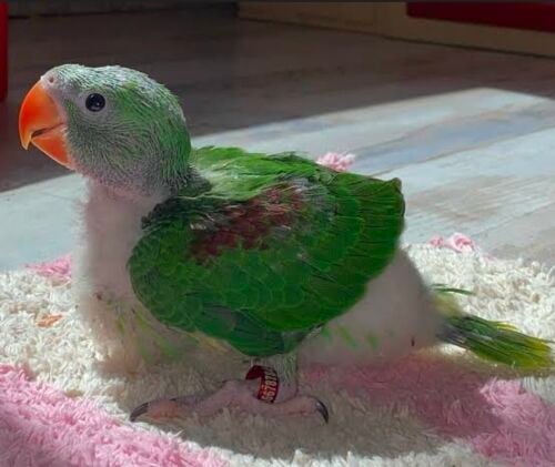 مطلوب فرخ دره نيبالي