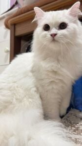 Cat for sale