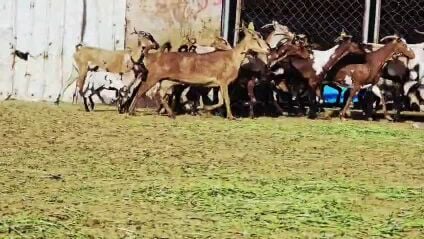 للبيع معزه عمانيات جيشيات طيبة 