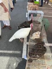 ديك رومي احجام كبيره 