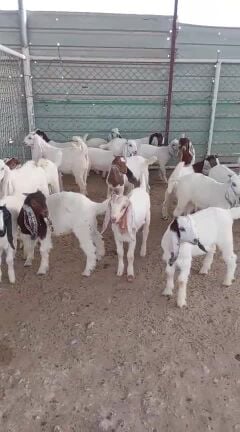 تيوس لبانية ذبايح