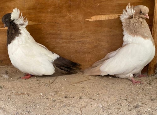 جوز سوداني جامبو