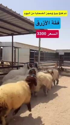 للبيع ضحايا 