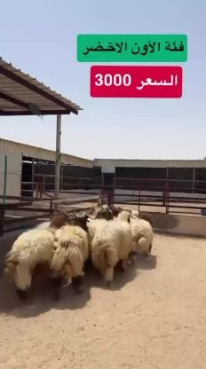 للبيع ضحايا فل