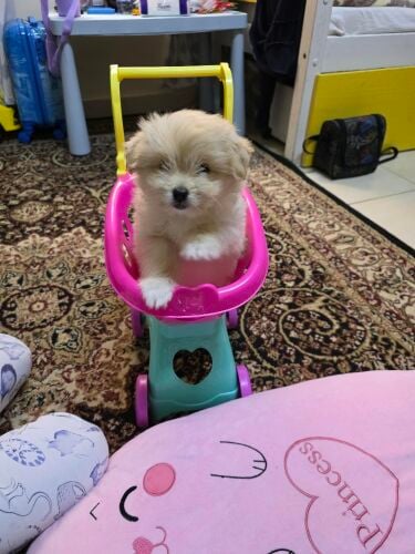 Maltese 2 months
