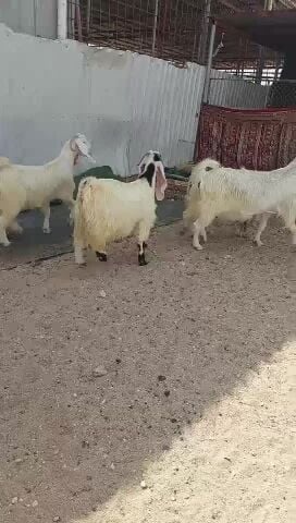 للبيع معزا عوارض بيض طيبه