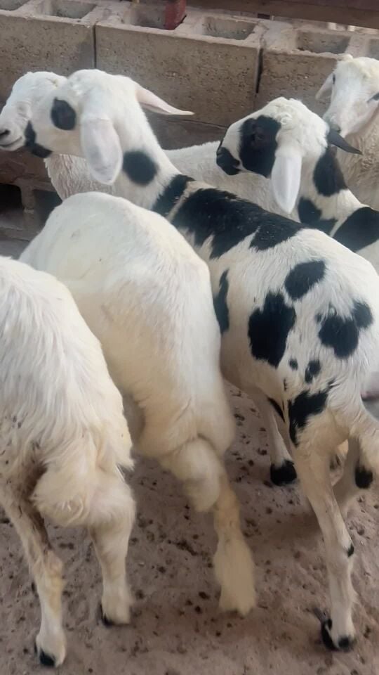 حبص 