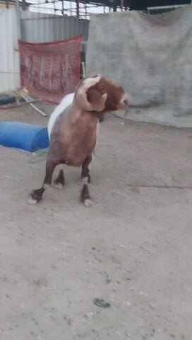 للبيع خروف ينسف شرط