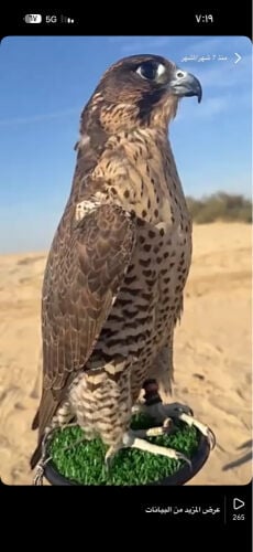 جير شاهين فالكون ميوز دبل رنق