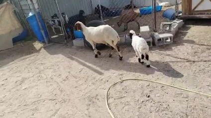 شاه وليد
