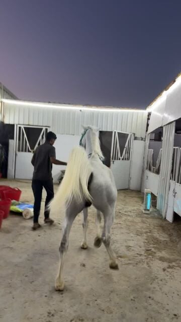 فحل عربي مع جواز و حاصل مراكر