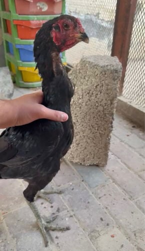 دجاج فيتامي 