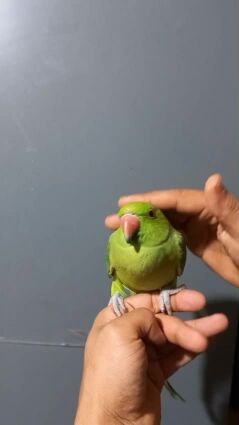 Indian ring neck parrot tamed