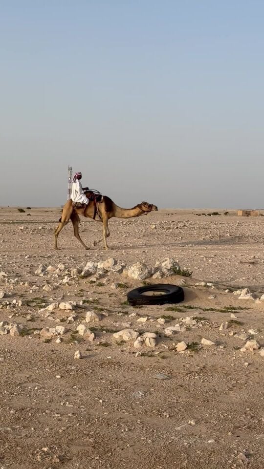 ركبيه عمانيه للبيع 