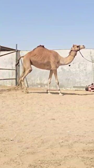 تنو لقحه