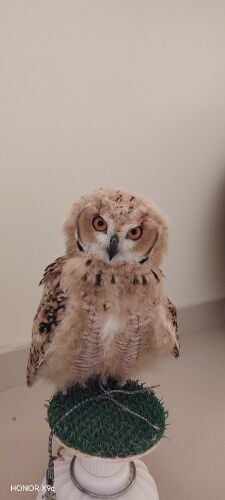 بومه تفريخ