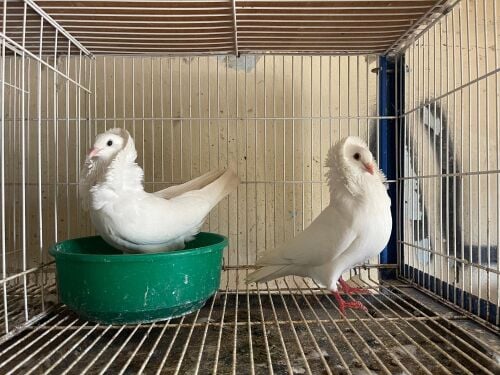 hippy breeding pair