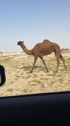 بيع