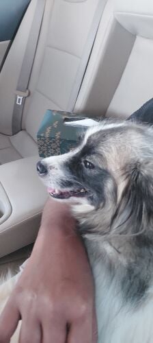 American Eskimo
