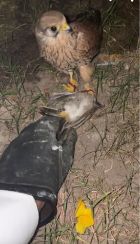 للبيع شرياس 