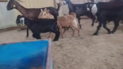 معزا وليد