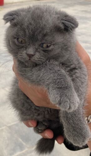 Scottish Fold  Kitten's ( 2 male )