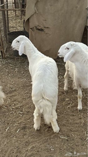 مطلوب.حريات. او عرب من مربي قطري 